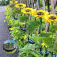 🌻 Realistisch & wetterfest | Solar-Sonnenblume – Bestseller 2026 | IP65-Außen-Dekoration