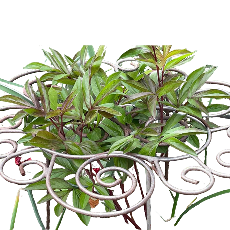 Stabile Pflanzenstütze für Blumen